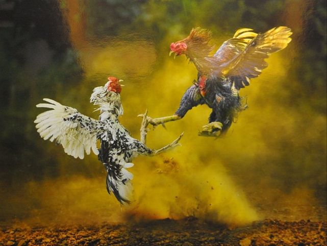 Gà chọi non trong giai đoạn úm với hệ thống đèn sưởi và máng ăn