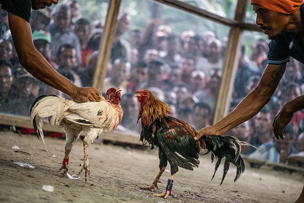 Kỹ thuật làm chuồng nuôi gà chọi con sạch sẽ và thoáng mát